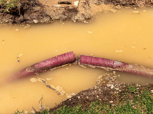 Best Professional water damage repair  in Premont, TX